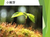 湖南美術(shù)出版社小學四年級美術(shù)上冊《草叢中》精品課件（22張PPT）