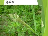 湖南美術(shù)出版社小學四年級美術(shù)上冊《草叢中》精品課件（22張PPT）