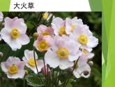 湖南美術(shù)出版社小學四年級美術(shù)上冊《草叢中》精品課件（22張PPT）