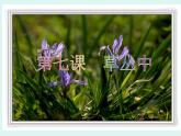 草叢中PPT課件免費下載