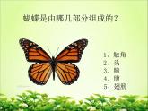 湖南美術(shù)出版社小學(xué)四年級(jí)美術(shù)上冊(cè)《蝴蝶落我家》參考課件（13張）