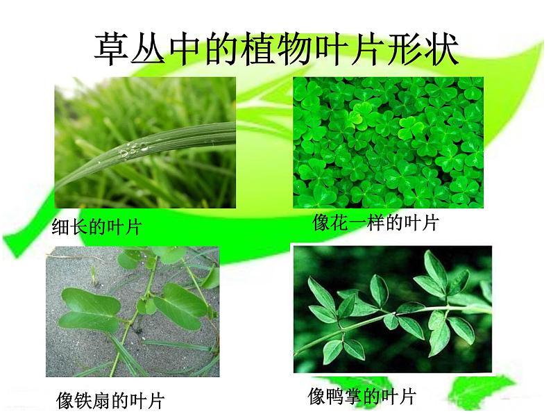 四年级上册美术课件-第五课 草丛中 湘美版   (共24张ppt)(1)第4页