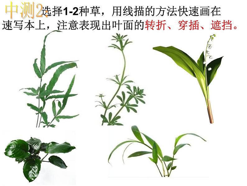 四年级上册美术课件-第五课 草丛中 湘美版   (共24张ppt)(1)第7页