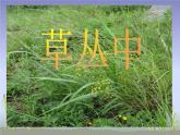 四年級上冊美術(shù)課件-第五課 草叢中湘美版  (共20張PPT)