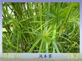 四年級上冊美術(shù)課件-第五課 草叢中湘美版  (共20張PPT)