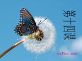 美術(shù)四年級(jí)上湘教版14蝴蝶落我家課件2