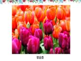湘美版美術四年級上冊 第6課 花兒朵朵 課件( 11張PPT)