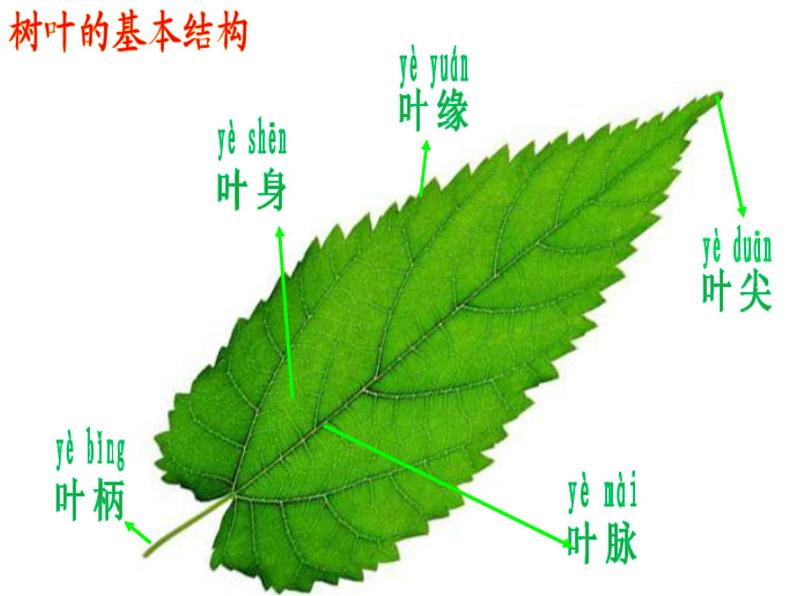 浙美版 一年级上册 18 画画叶子   课件（16张PPT）05