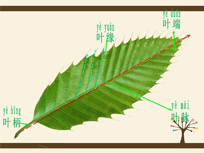 18画画叶子 课件 第5页