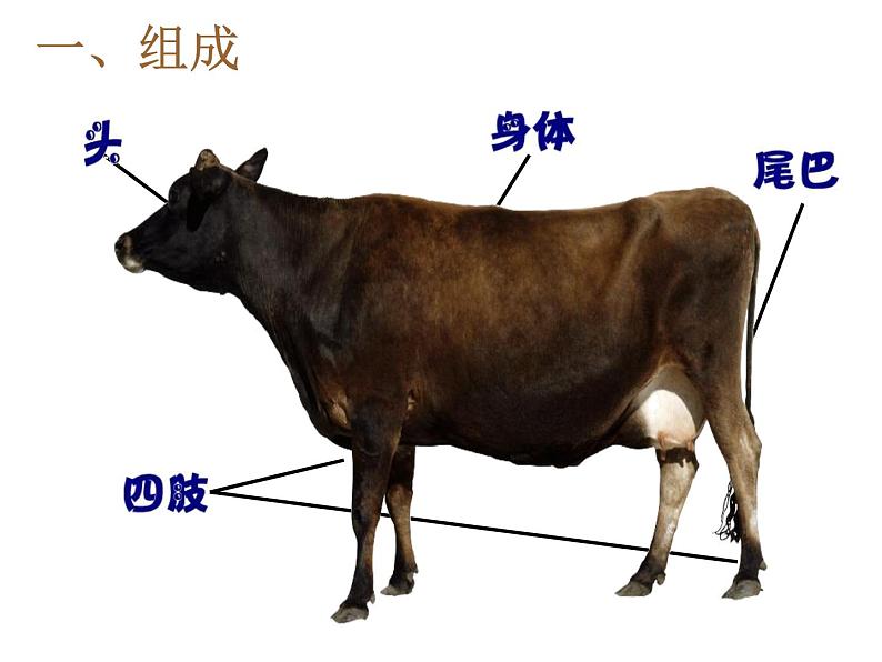 大牛和小牛PPT课件免费下载02