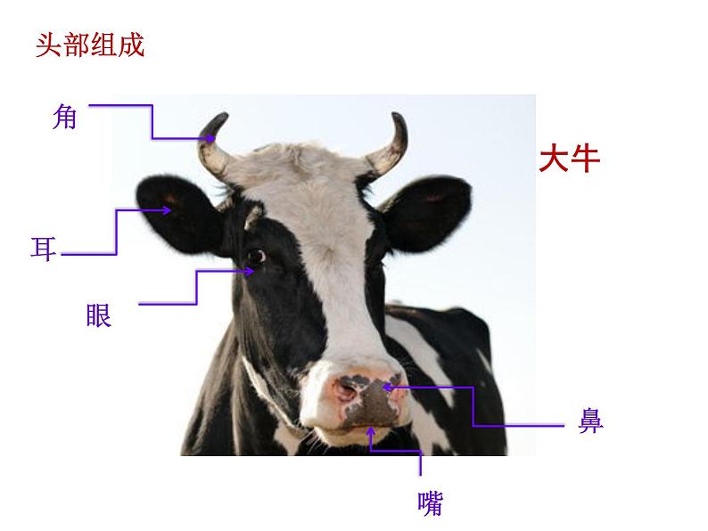 17 大牛和小牛 课件 (2)第4页