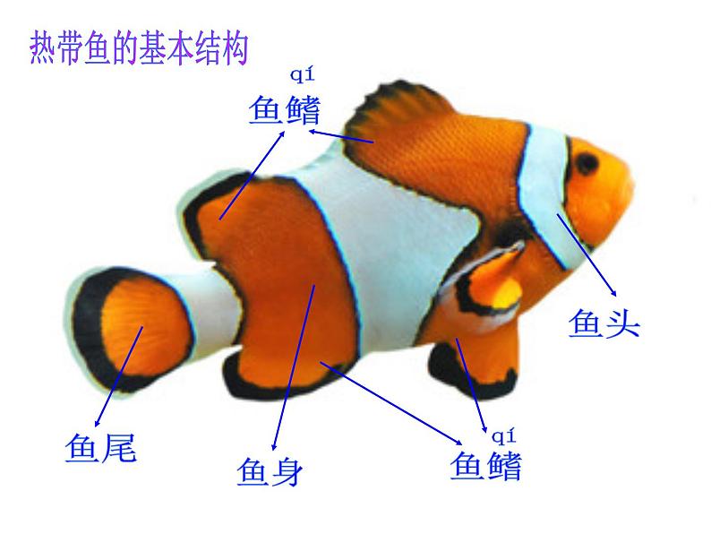 15 热带鱼乐园 课件第5页