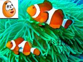 浙美版美术一年级下册 15 热带鱼乐园 课件 (4)