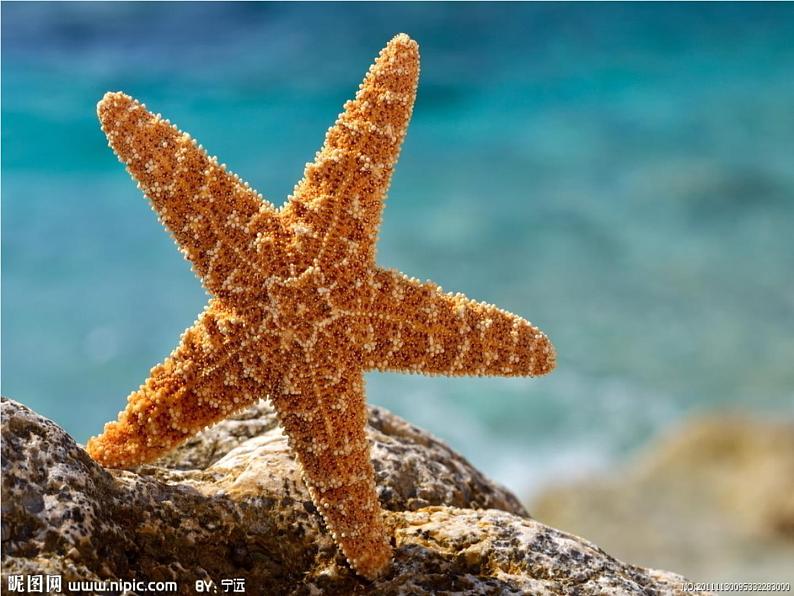 浙美版 二年级下册美术 第12课 闪闪的星星丨课件（17张PPT）05