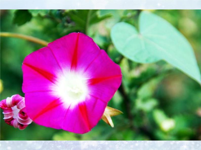 浙美版 二年级下册美术 第12课 闪闪的星星丨课件（17张PPT）07