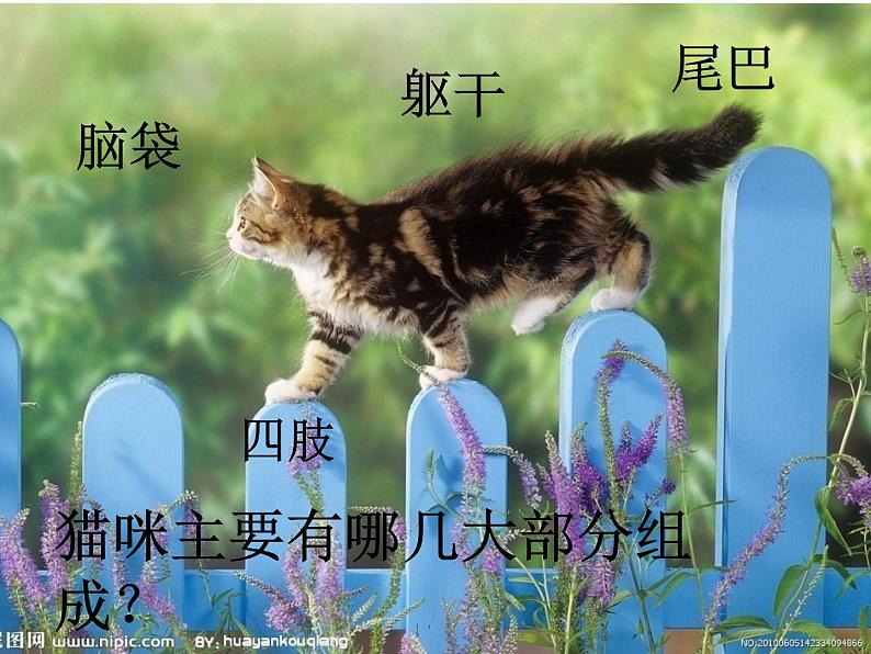 17 可爱的猫咪 课件 (3)第3页