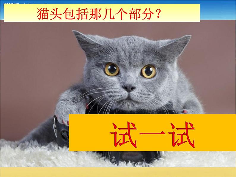 17 可爱的猫咪 课件 (1)第3页