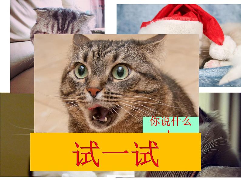 17 可爱的猫咪 课件 (1)第4页
