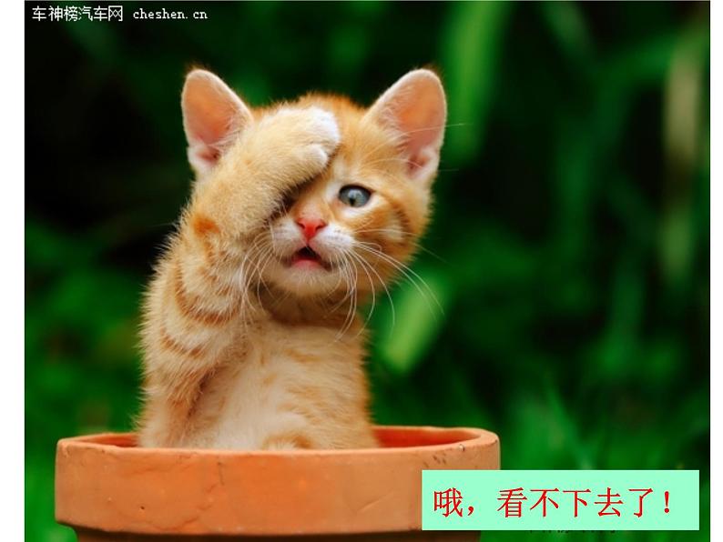 17 可爱的猫咪 课件 (1)第6页