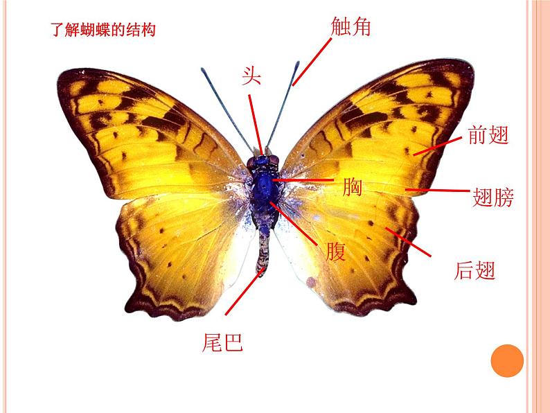 5 折剪蝴蝶 课件第3页