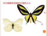 浙美版美术二年级下册 5 折剪蝴蝶 课件