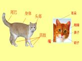 浙美版美术二年级下册 17 可爱的猫咪 课件