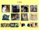 浙美版美术二年级下册 17 可爱的猫咪 课件
