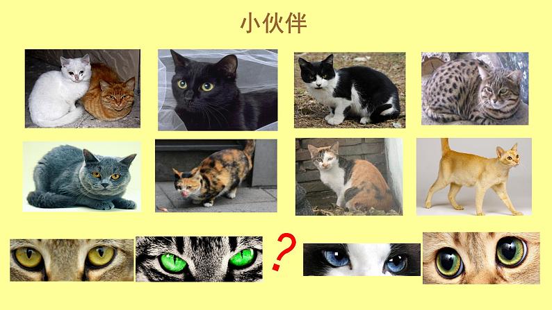 17 可爱的猫咪 课件第5页