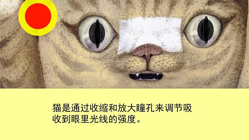 17 可爱的猫咪 课件第6页