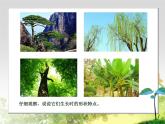 浙美版美术四年级下册 7 生长的植物 课件 (2)