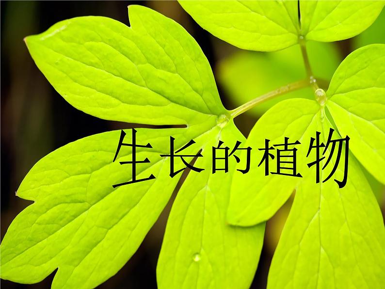 浙美版美术四年级下册 7 生长的植物 课件 教案 (3)01
