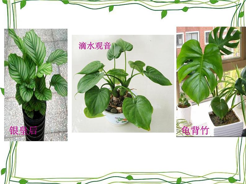 浙美版美术四年级下册 7 生长的植物 课件 教案 (3)02