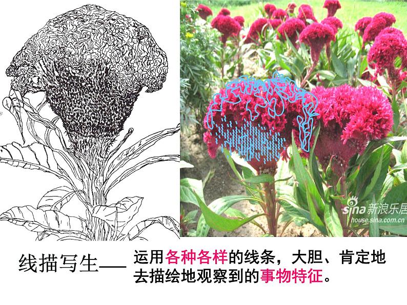 浙美版美术四年级下册 7 生长的植物 课件 教案 (3)03