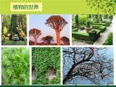 浙美版美术四年级下册 7 生长的植物 课件 教案 (2)
