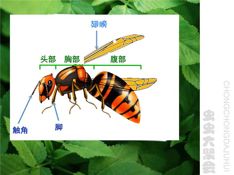 浙美版美术四年级下册 17 虫虫大聚会 课件 (2)02