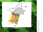 浙美版美术四年级下册 17 虫虫大聚会 课件 (2)