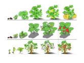 浙美版美术四年级下册 7 生长的植物 课件 (4)
