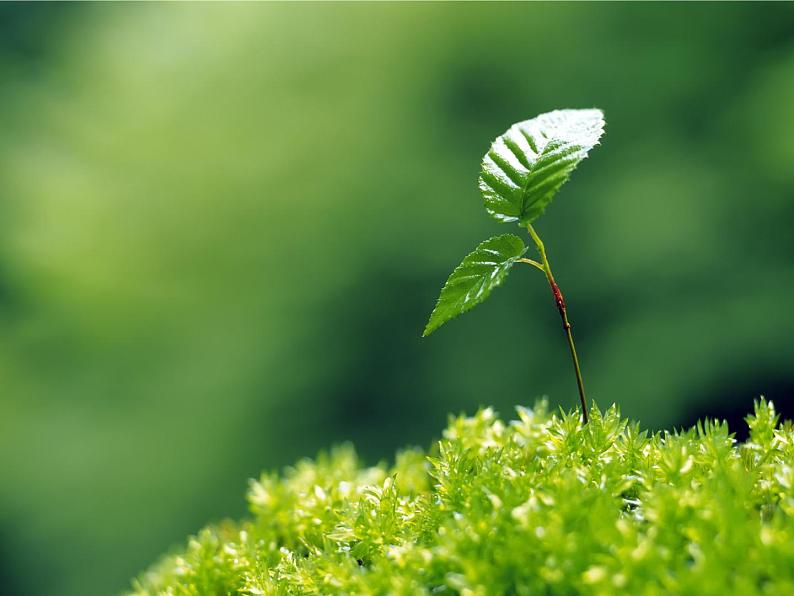 11 植物写生 课件第2页