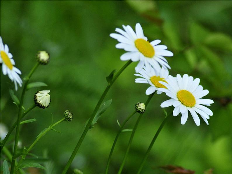 11 植物写生 课件第7页