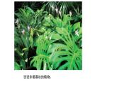 浙美版美术五年级下册 11 植物写生 课件 (1)