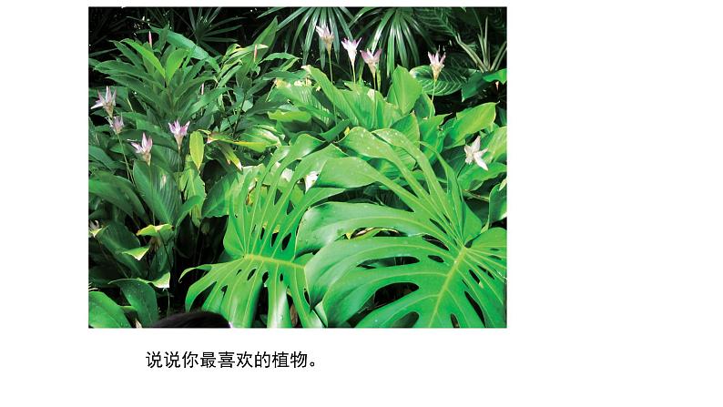 11 植物写生 课件第5页