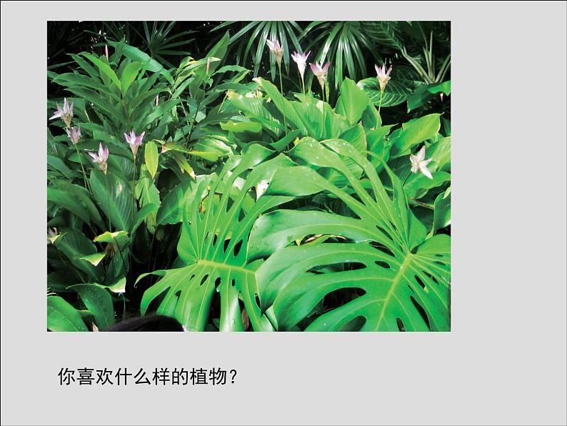 第11课 植物写生第3页