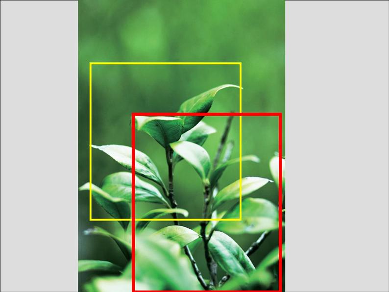 第11课 植物写生第4页