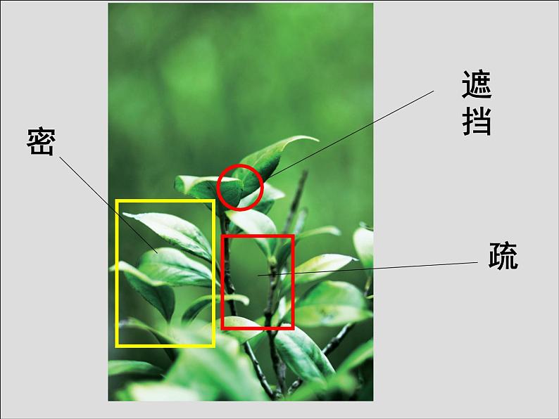 第11课 植物写生第5页