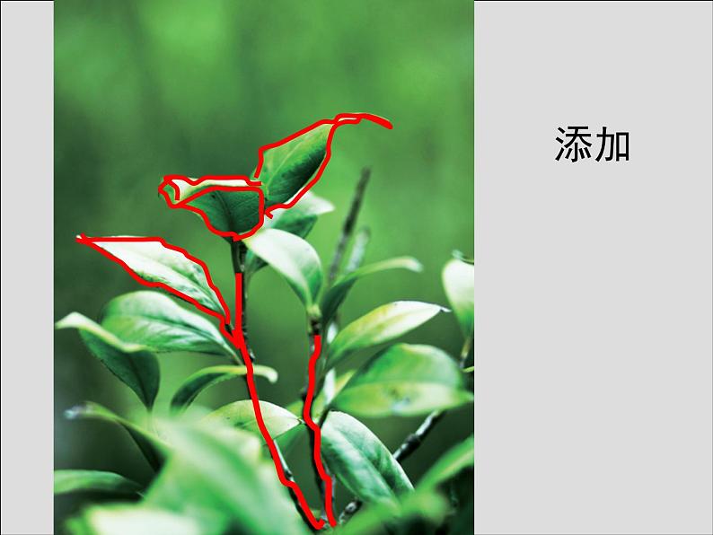 第11课 植物写生第6页