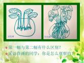 浙美版美术五年级下册 11 植物写生 课件 教案