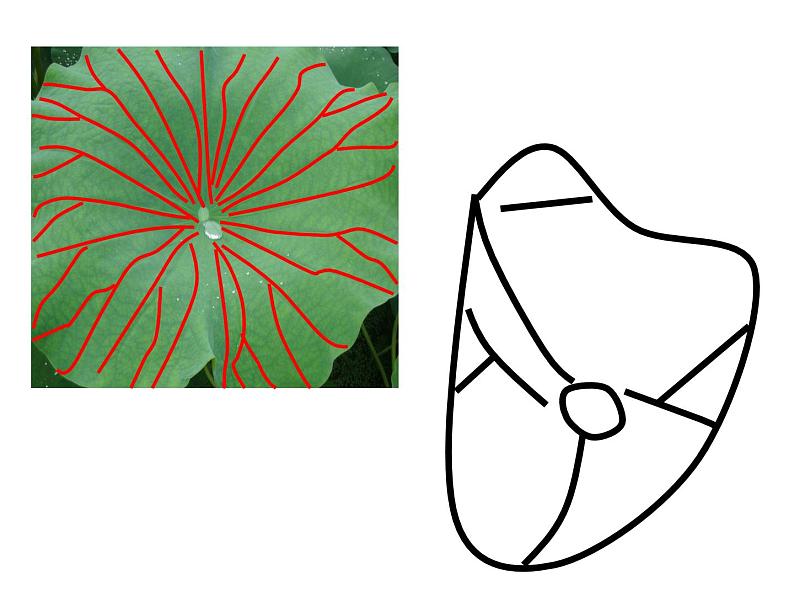 浙美版美术五年级下册 18 映日荷花别样红 课件05