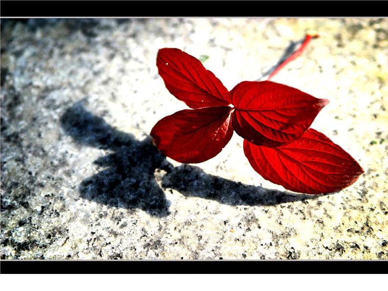 浙美版美术五年级下册 10 光与影 课件 教案 (2)01