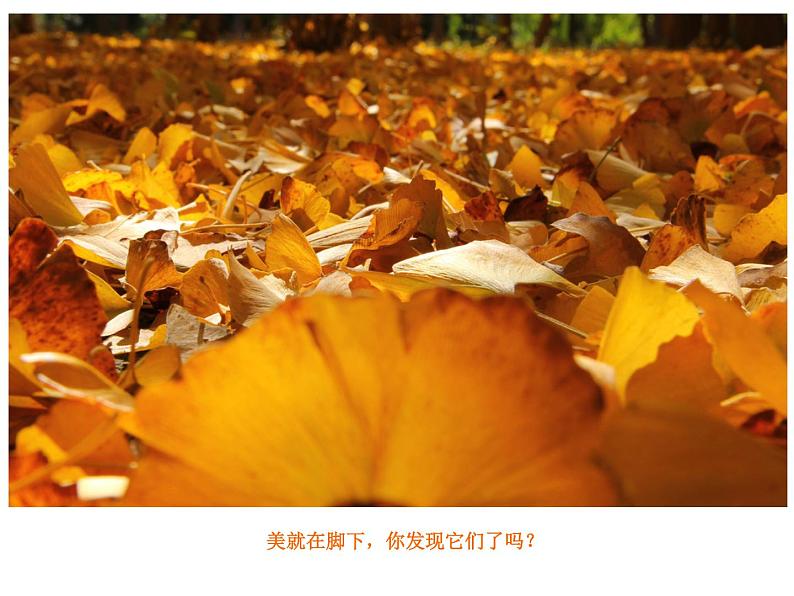 第6课  秋之韵第6页