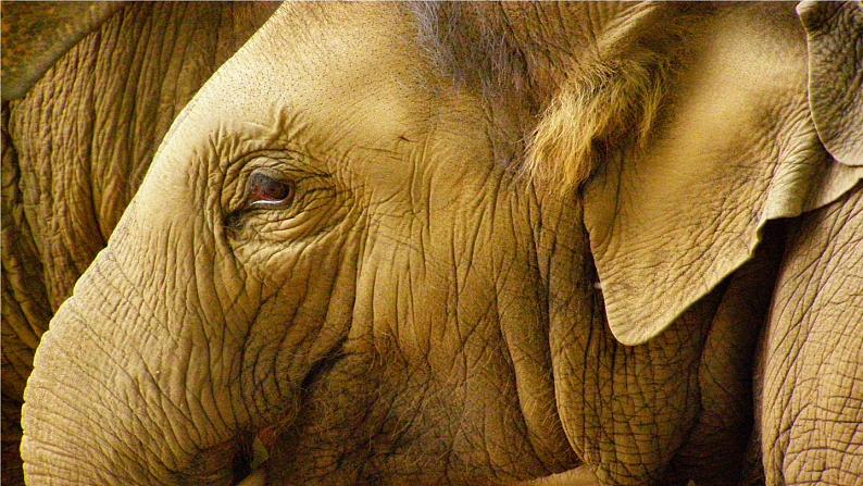 岭南版美术一年级上册 2.壮观的大世界 课件 教案07